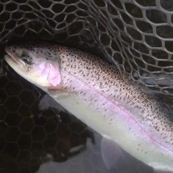 大安トラウトレイク 釣果